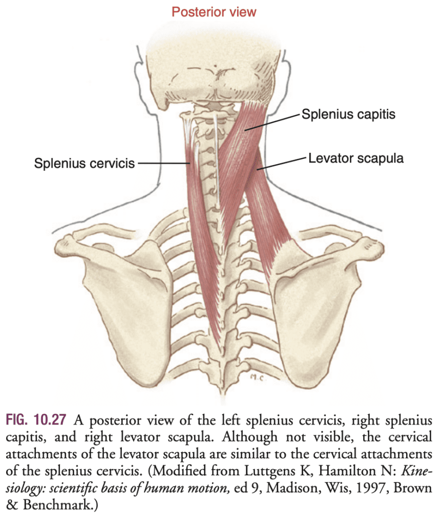 Multi region Posterior Neck Extension 1