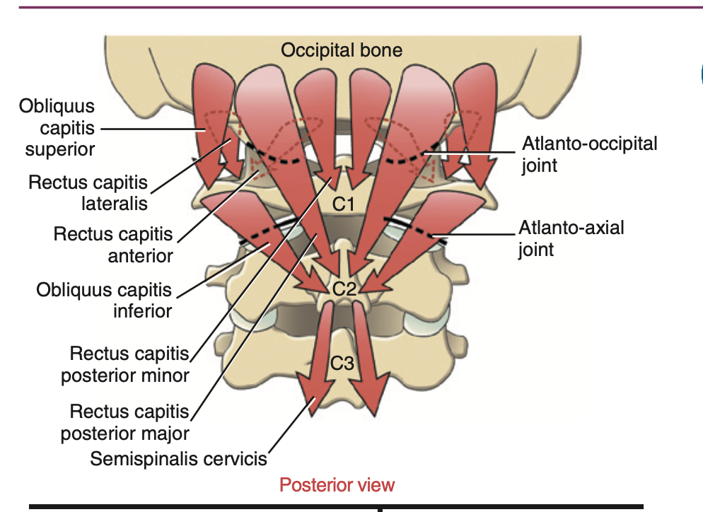 Occipital joint muscles and vectors 1