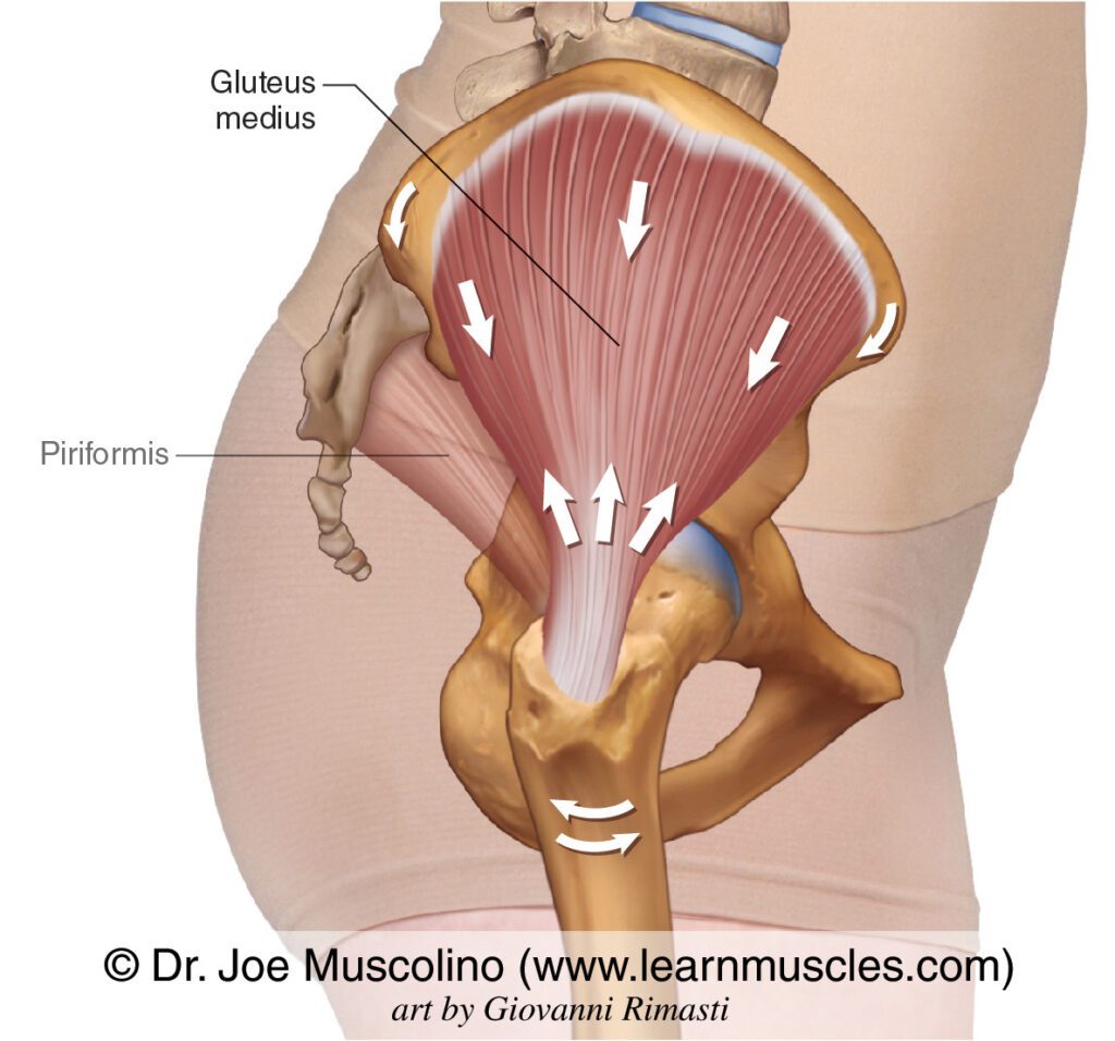 Glute medius attachments