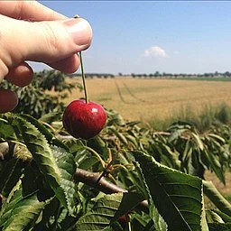 Cherry picking